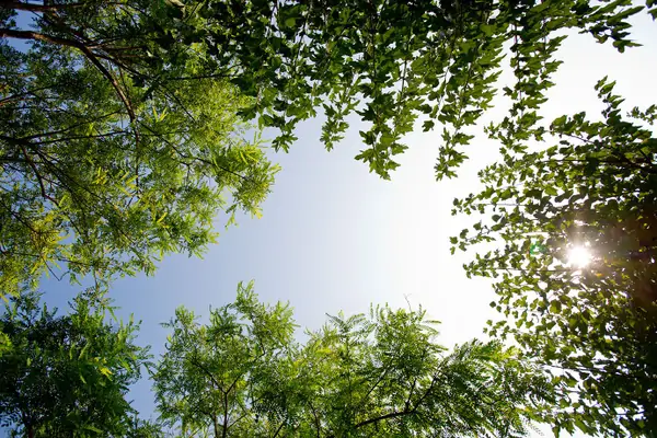 Suniai Oliva Relaxing Space Trees jpg