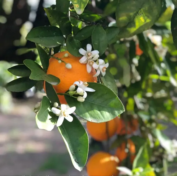A vibrant orange with blossoms amidst green leaves, capturing the serene essence of Suniai Oliva retreat Center's yoga in Spain.
