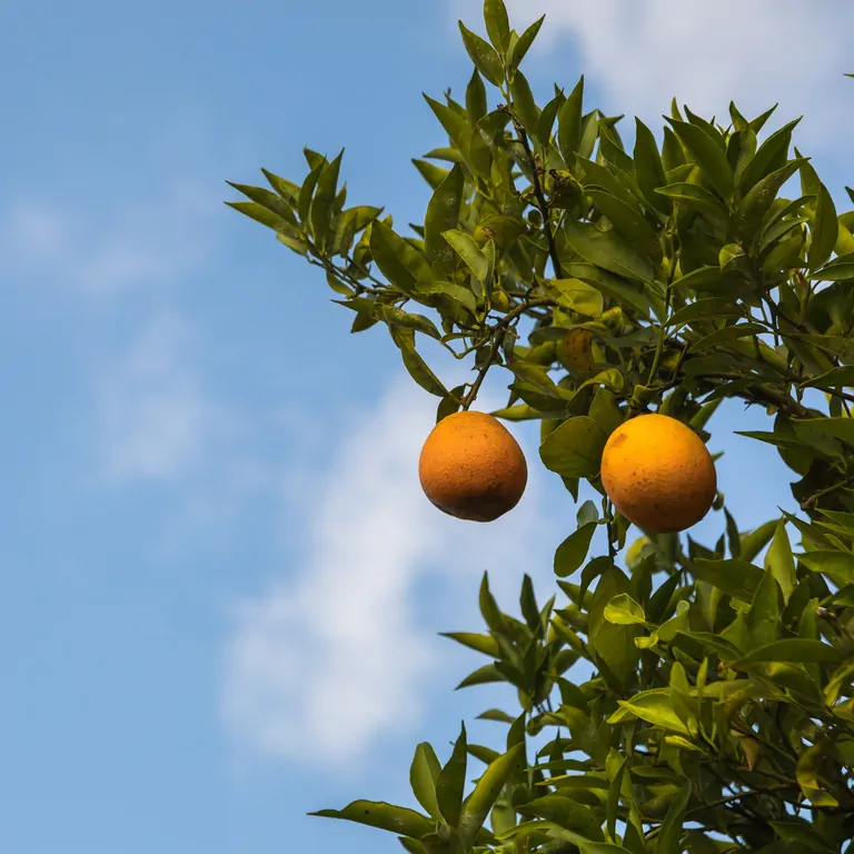 Suniai Oliva - Ubicado en la naturaleza